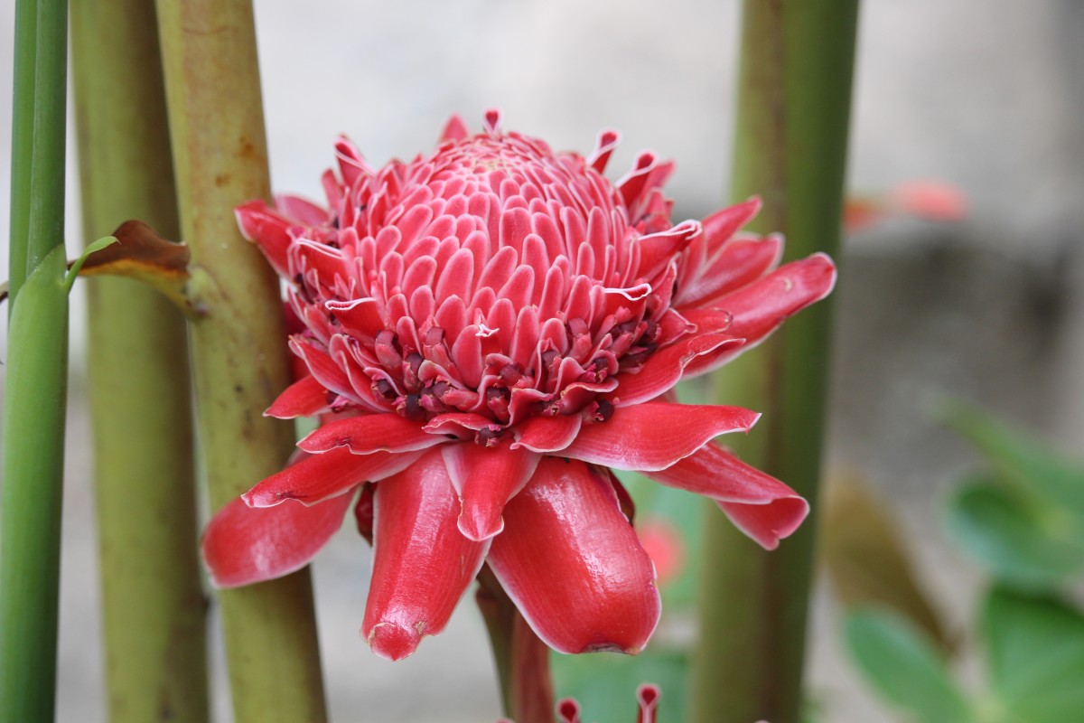 Etlingera elatior (Jack) R.M.Sm.